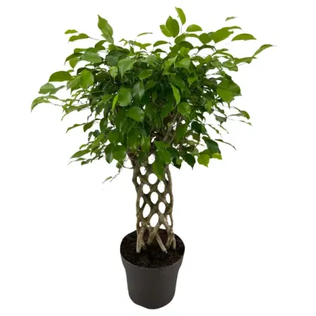 Фикус Бенджамина Экзотика ø24 h100 см