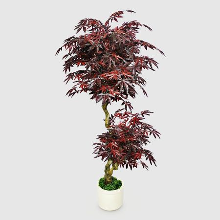 Клен тёмно-красный Конэко-О 165 см