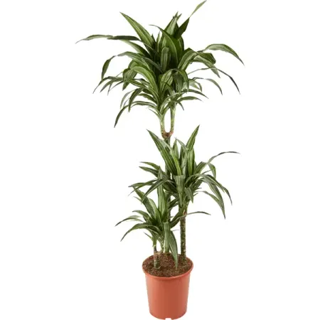 Драцена Фрагранс микс ø21 h110 см Росток нолина бокарнея ø27 h110 120 см