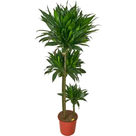 Драцена Фрагранс ø24 h140 см Росток