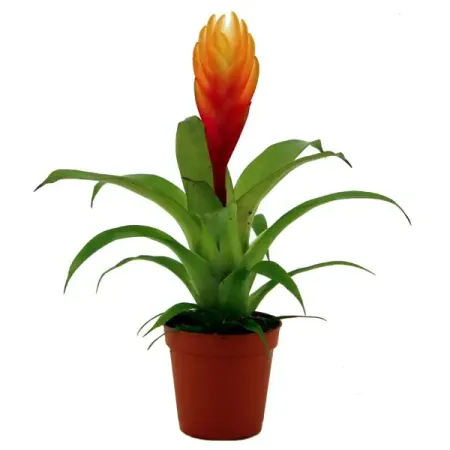 Вриезия микс ø5.5 h15 см