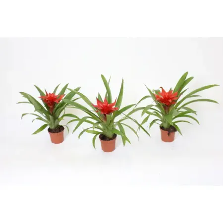 Гузмания Темпо ø9 h30 см