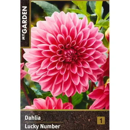 Георгина декоративная Лаки Намбер 100 мм