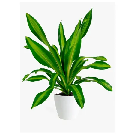 Искусственное растение в горшке Драцена фрагранс h10 см