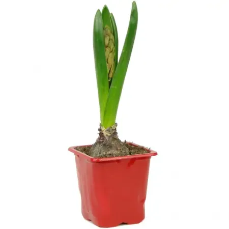 Гиацинт ø7 h10 см