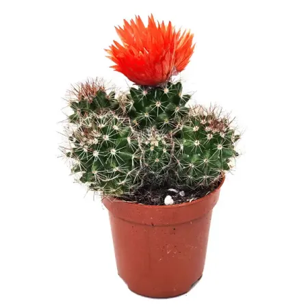 Кактус с сухими цветами ø5.5 h10 см