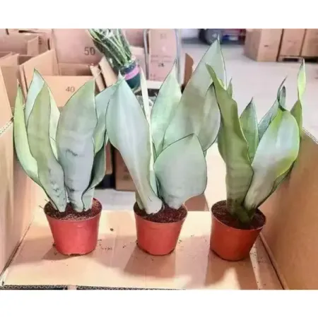 Сансевиерия Лунный свет ø18 h40 см