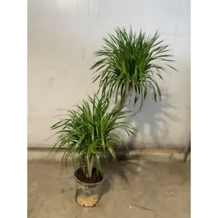 Драцена ø30 h140 см