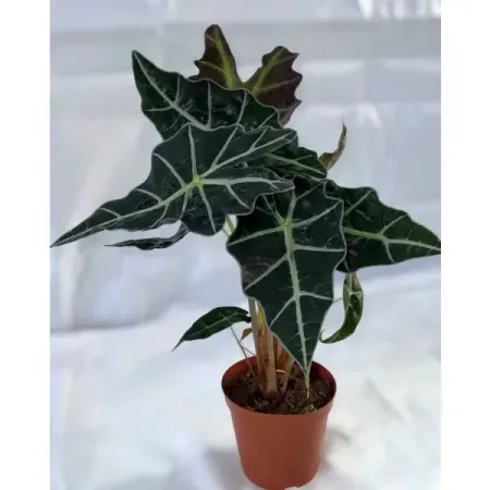 Алоказия ø20 h70 см
