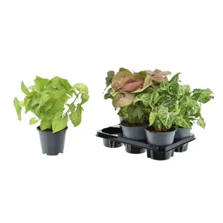 Сингониум микс ø14 h25 см сингониум вендланди ø6 h10 см