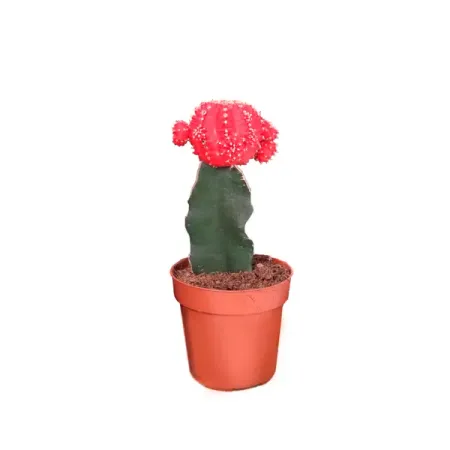 Гимнокалициум Япония микс ø5.5 h15 см