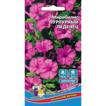 Семена цветов Уральский дачник мирабилис Пурпурный леденец
