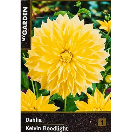 Георгина декоративная Кельвин Флудлайт 100 мм