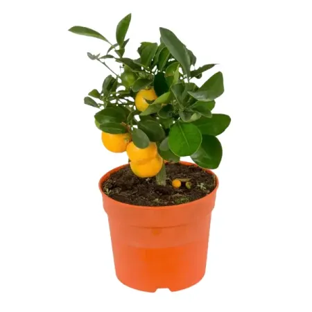 Цитрус Каламон Оранж Мини микс ø12 h30 см цитрус микс ø21 h70 см