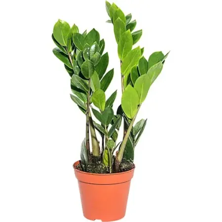 Замиокулькас Замифолия ø14 h40 - 50 см