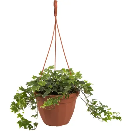 Хедера в кашпо ø21 h35 см