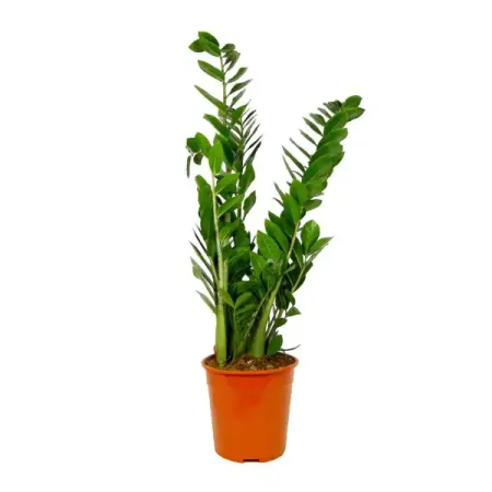 Замиокулькас ø21 h85 см