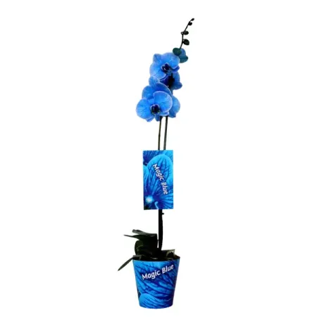 Орхидея Фаленопсис Блу ø12 h60 см орхидея фаленопсис экстра микс 1 стебель ø12 h55 70 см