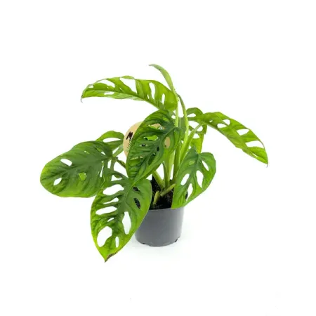 Монстера Манки Лиф ø12 h30 см