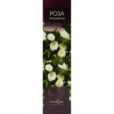 Роза бордюрная, в коробке миниатюрные подшипники afortunado mr126zz