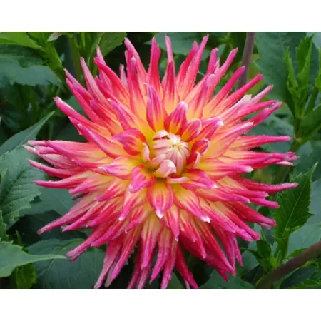 Георгина кактусовая Бора луковицы