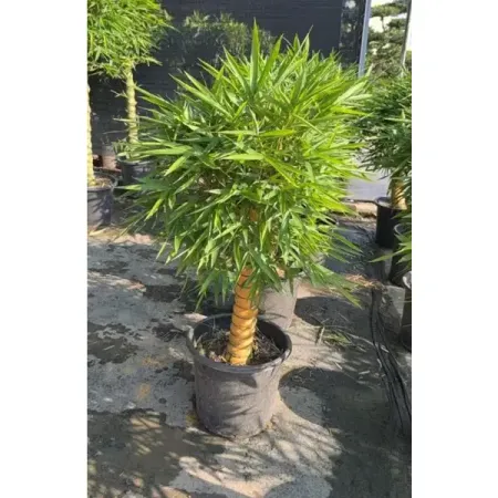 Драцена Сандериана ø40 h100 см