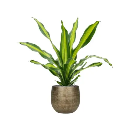 Драцена Фрагранс Берли ø10 h45 см