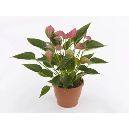 Антуриум Шугар Букет ø11 h35 см