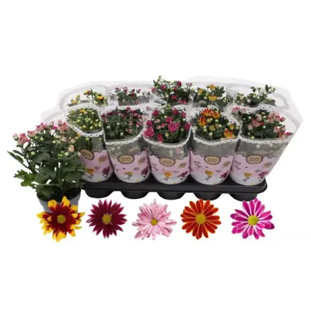 Хризантема Спэшл двухцветная микс ø12 h25 см искусственные ы laurelchow шелк хризантема маргаритка кореопсис гербера