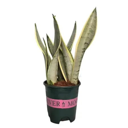 Сансевиерия Уайт Тайгер ø14 h40 см