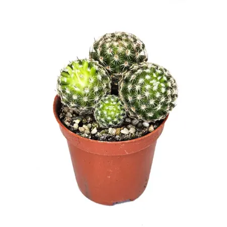 Кактус микс ø8.5 h10 см