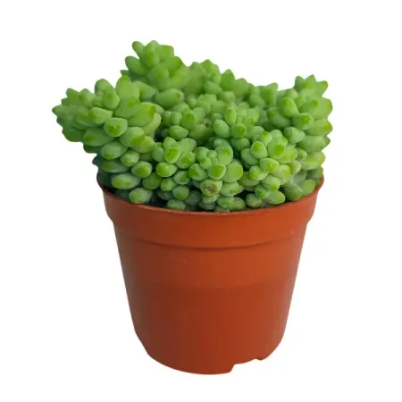 Крассула Джейд Неклейс ø8 h6 см