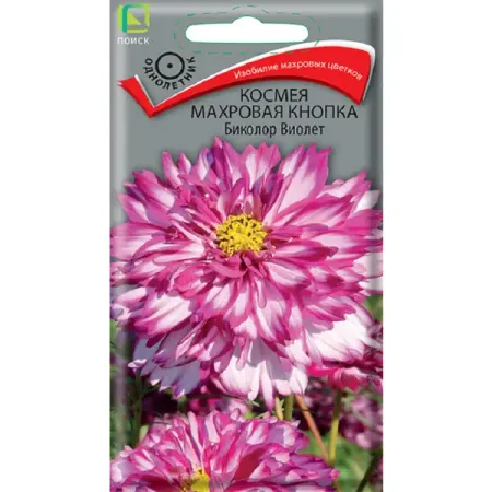 Семена цветов космея махровая кнопка Биколор Виолет семена космея сенсация дом семян 0 43г