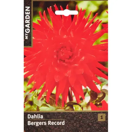 Георгина кактусовая Бергерс Рекорд луковицы растений крокус крупно ковый флауер рекорд в капере 10 шт 7 8