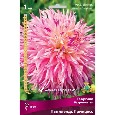 Георгины бахромчатые Пайнлендс Принцесс