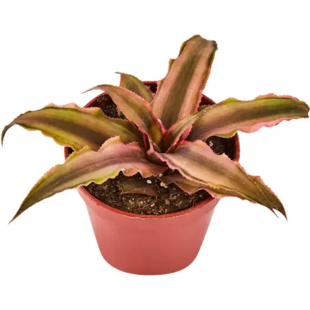 Криптантус ø6 h6 см образцы розового турмалина из бразилии qianchuan