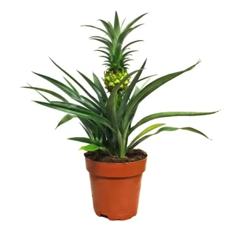 Ананас Кандидо ø12 h28 см