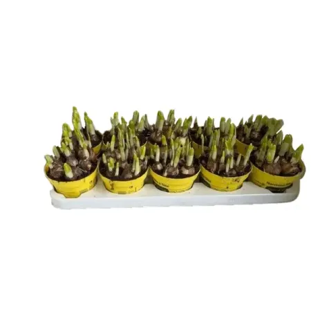 Нарцисс Тет-а-Тет ø12 h15 см