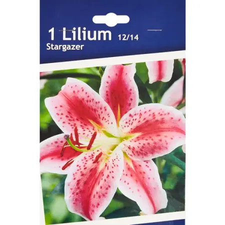 Лилия восточная Старгейзер h30 см
