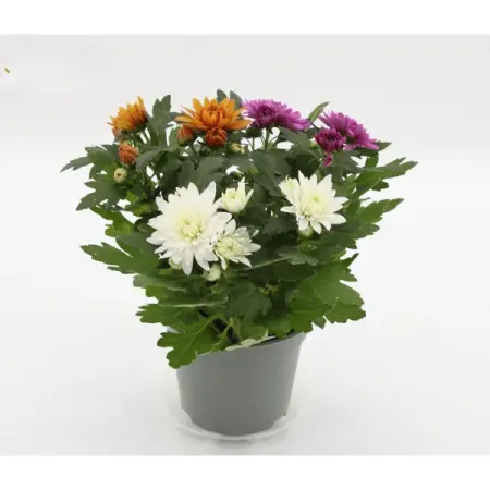 Хризантема Карнавал микс ø12 h25 см искусственные ы laurelchow шелк хризантема маргаритка кореопсис гербера