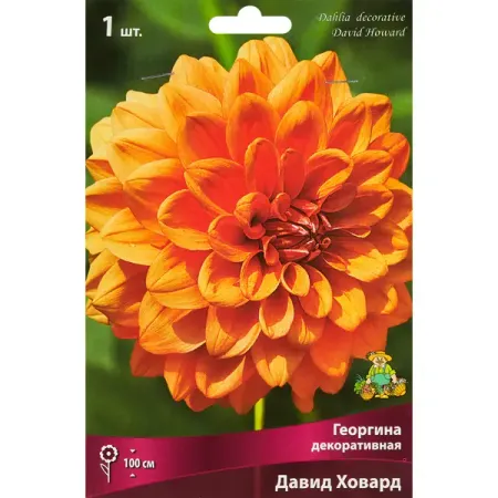 Георгина декоративная Давид Ховард