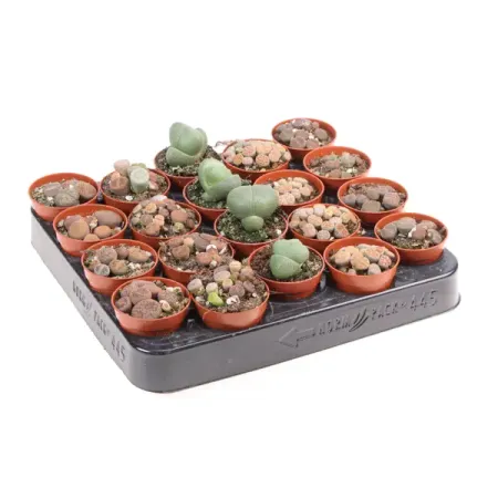 Литопс ø5.5 h5 см суккулент литопс lithops mix семена 10 шт