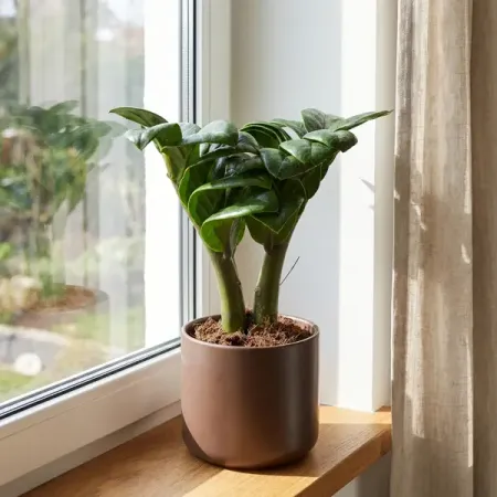 Замиокулькас Зензи ø6 h18 см керамические шарикоподшипники 608ce zro2 8x22x7 мм