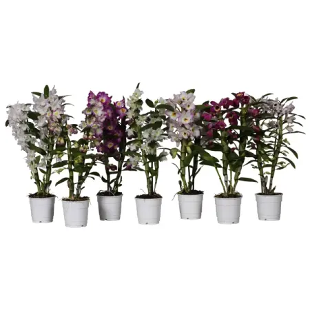 Дендр Нобиле микс ø12 h50 см