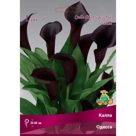Калла Одесса 14/16, 1 шт искусственные ягодно блестящие ветки 24 шт