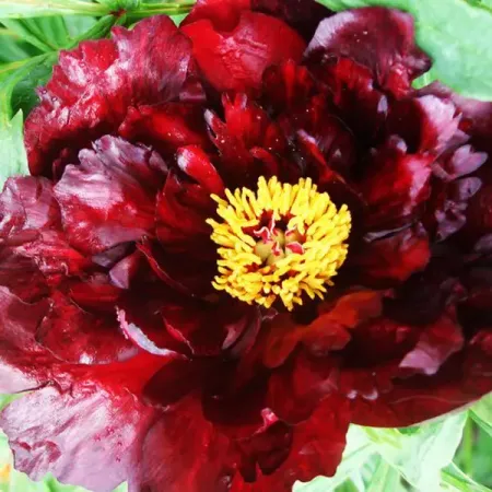 Пион древовидный Полночь ø9 h30 см