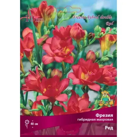 Фрезия гибридная махровая Ред луковица 5/6 рождественские гномы patimate