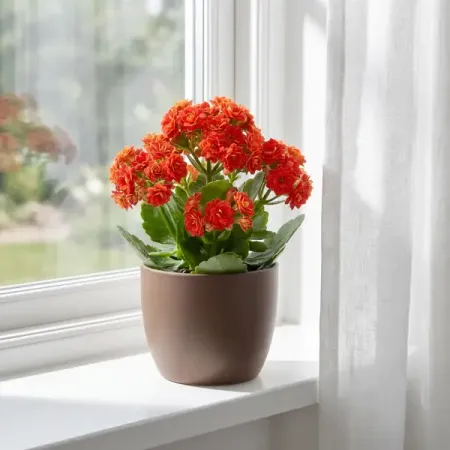 Каланхоэ Розалина Дабл микс ø8 h15 см