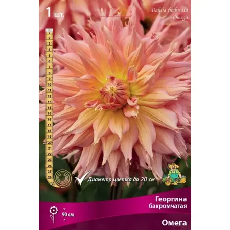 Георгина бахромчатая Омега луковица I