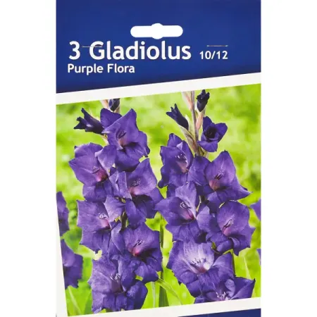 Гладиолус крупноцветковый Перпл Флора
